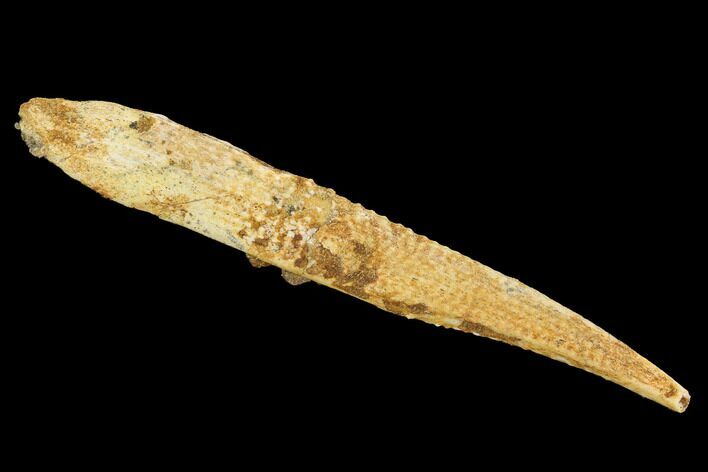 Cretaceous Shark (Hybodus) Dorsal Spine - Morocco #93925